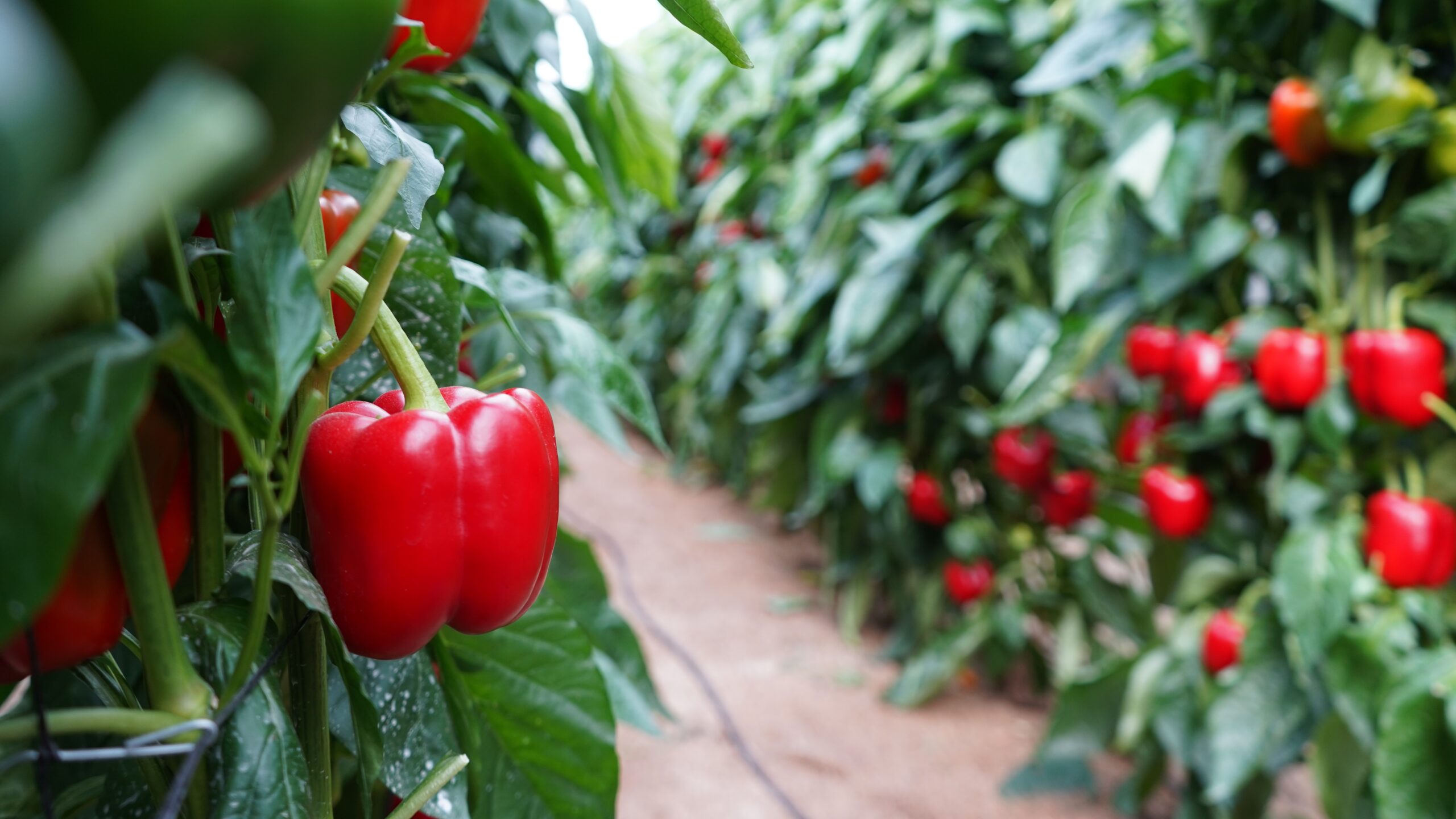 Ramiro Arnedo Victoriano|DSC05841|DSC05945